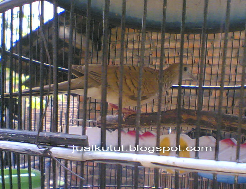 JUAL KUTUT Jual Burung Perkutut Udan Mas Lokal