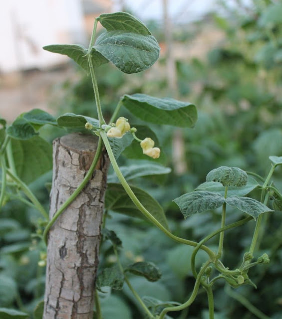 how to grow green beans