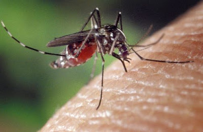 foto nyamuk malaria