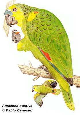Turquoise fronted Parrot