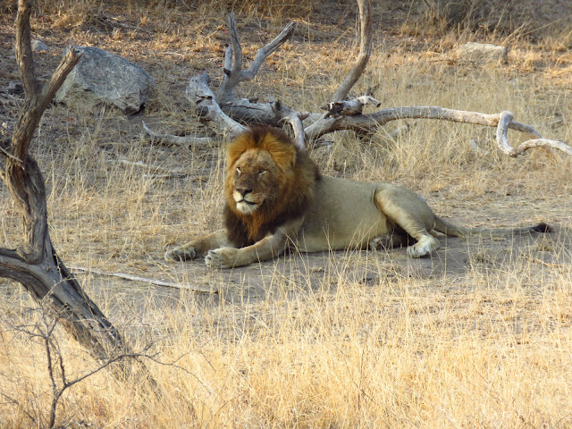 Kruger lions