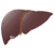 Liver