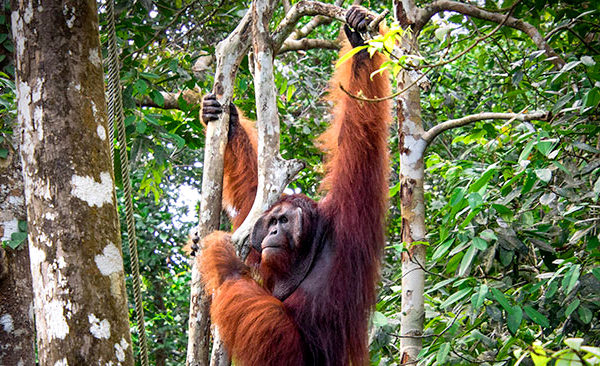 Sarawak Orangutan Conservation Semenggoh