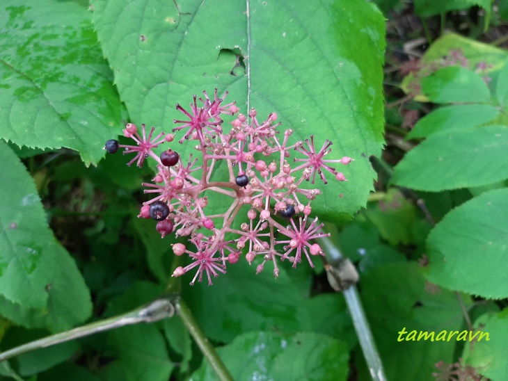 Аралия материковая / Аралия континентальная (Aralia continentalis)