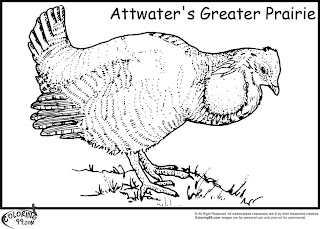 attwater greater prairie quail coloring pages