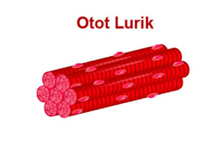 Artikel, Otot Lurik, Otot Lurik Adalah, Penamaan Otot Lurik, Ciri Khas Otot Lurik, Fungsi Otot Lurik