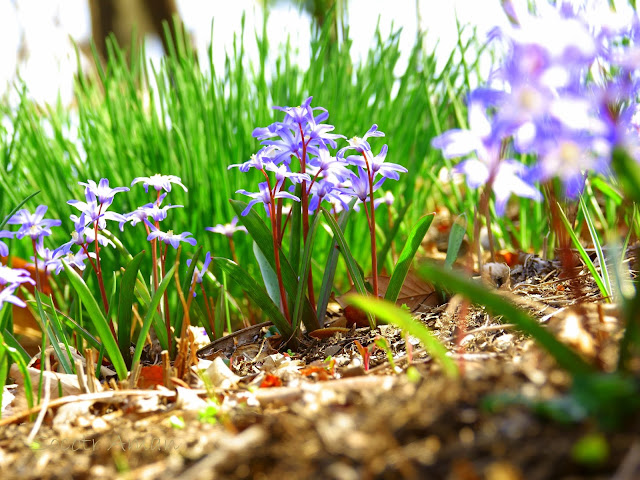 Chionodoxa luciliae