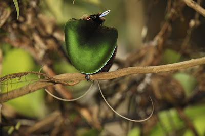 Birds of Paradise