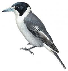 Grey Butcherbird