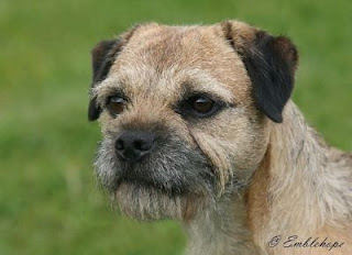 border terrier kennel