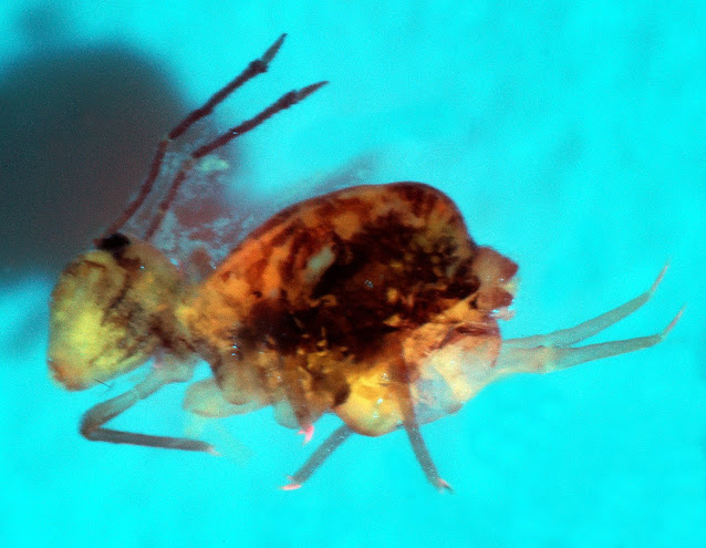 Dicyrtomina saundersi