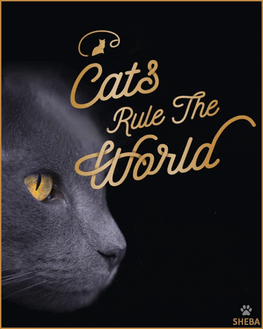 Art Cat GIF • Cats rule the World and the Internet and that's why we love them so much [ok-cats.com]