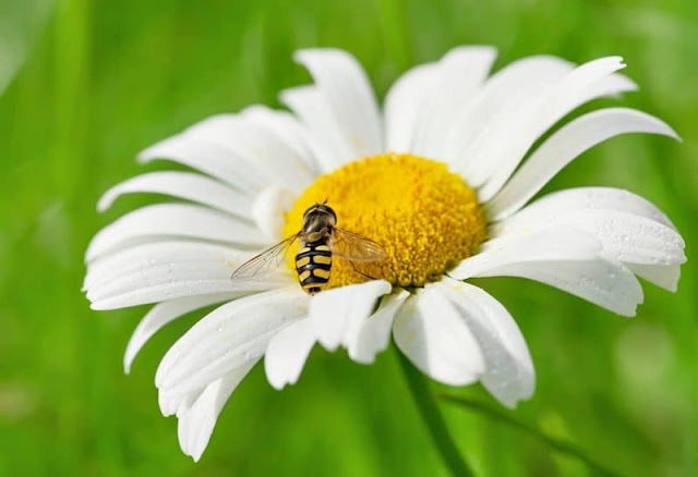 chamomile flower