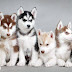 The Husky breed