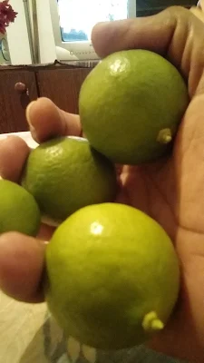 Limones