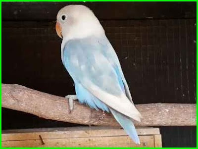 Lovebird Jenis Pastel Biru yang Cantik