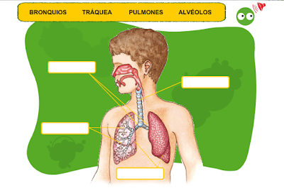 http://primerodecarlos.com/CUARTO_PRIMARIA/Diciembre/unidad5/actividades/naturales/uni02_activi1_/visor.swf