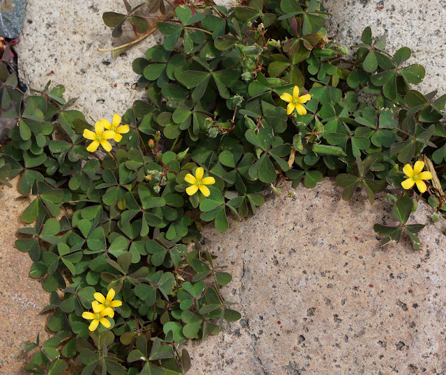 Кислица рожковая (Oxalis corniculata)