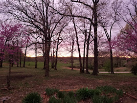 Purple sunset through trees in Missouri