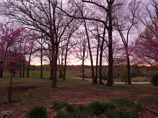 Purple sunset through trees in Missouri