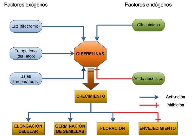 Resultado de imagen de Giberelinas