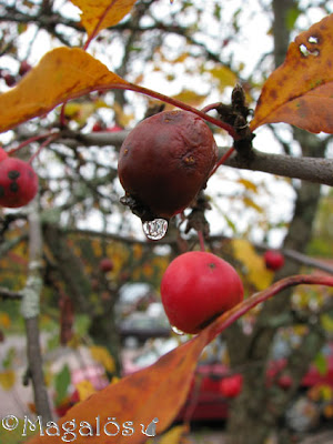 En vattendroppe hänger under ett övermoget paradisäpple. Några få gulnade löv kvar runt omkring.