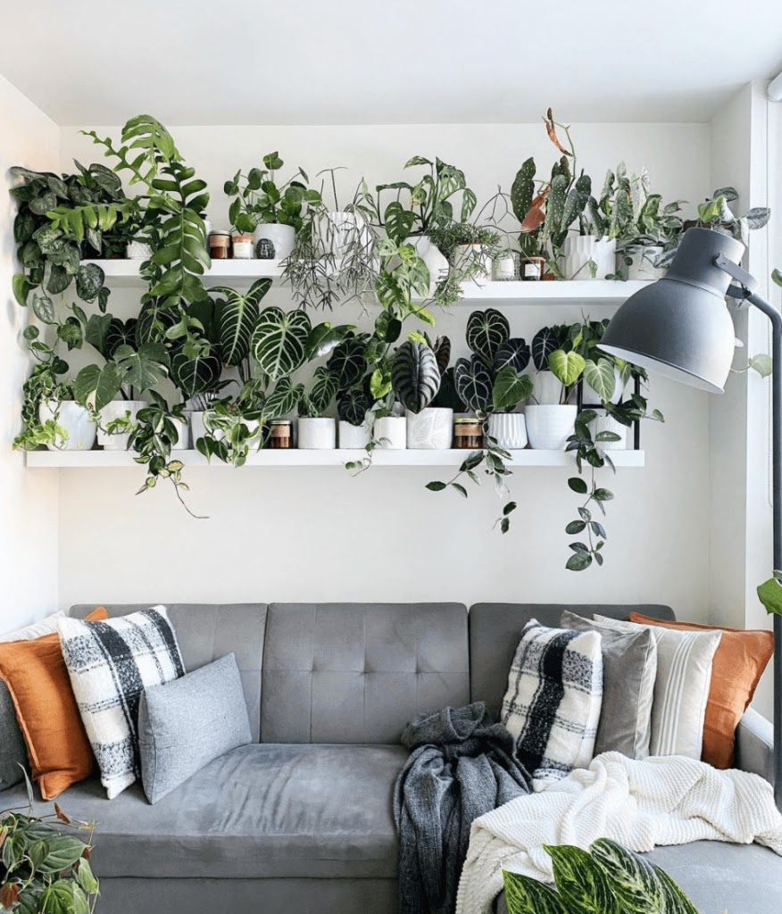 Interior Plant Decoration