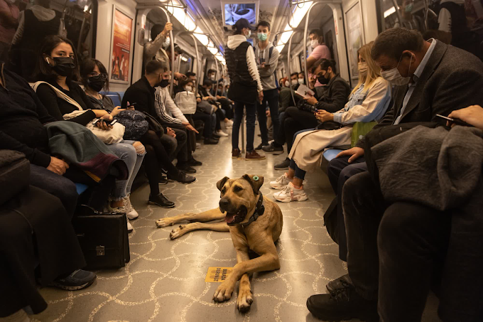 The Adventures Of Boji, Istanbul’s Traveling Dog (Photos)