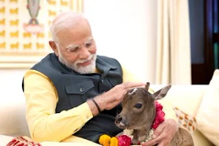 प्रधानमंत्री मोदी ने अपने आवास में नवजात बछिया का नाम 'दीपज्योति' रखा  प्रधानमंत्री श्री नरेन्द्र मोदी ने अपने आवास में एक नवजात बछिया का नाम दीपज्योति रखा है।  प्रधानमंत्री ने एक्स पर एक वीडियो और तस्वीरें पोस्ट करते हुए लिखा:  “हमारे शास्त्रों में कहा गया है - गाव: सर्वसुख प्रदा:'।  लोक कल्याण मार्ग पर प्रधानमंत्री आवास परिवार में एक नए सदस्य का शुभ आगमन हुआ है।  प्रधानमंत्री आवास में प्रिय गौ माता ने एक नव वत्सा को जन्म दिया है, जिसके मस्तक पर ज्योति का चिह्न है।  इसलिए, मैंने इसका नाम 'दीपज्योति' रखा है।”  “7, लोक कल्याण मार्ग में एक नयी सदस्य!  दीपज्योति वाकई बहुत प्यारी है।”