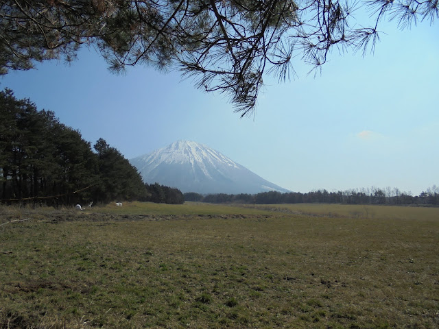 牧草地越しに見える大山の風景