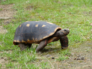 Tortue charbonnière à pattes rouges - Chelonoidis carbonaria - Geochelone carbonaria