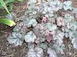 Heuchera Hollywood - Hollywood Coral Bells care