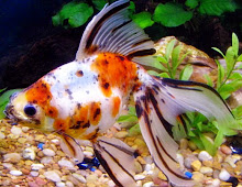 Ikan Mas Koki Kaliko