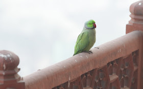 Rose ringed parakeets are omnipresent in and around Red Fort, Agra