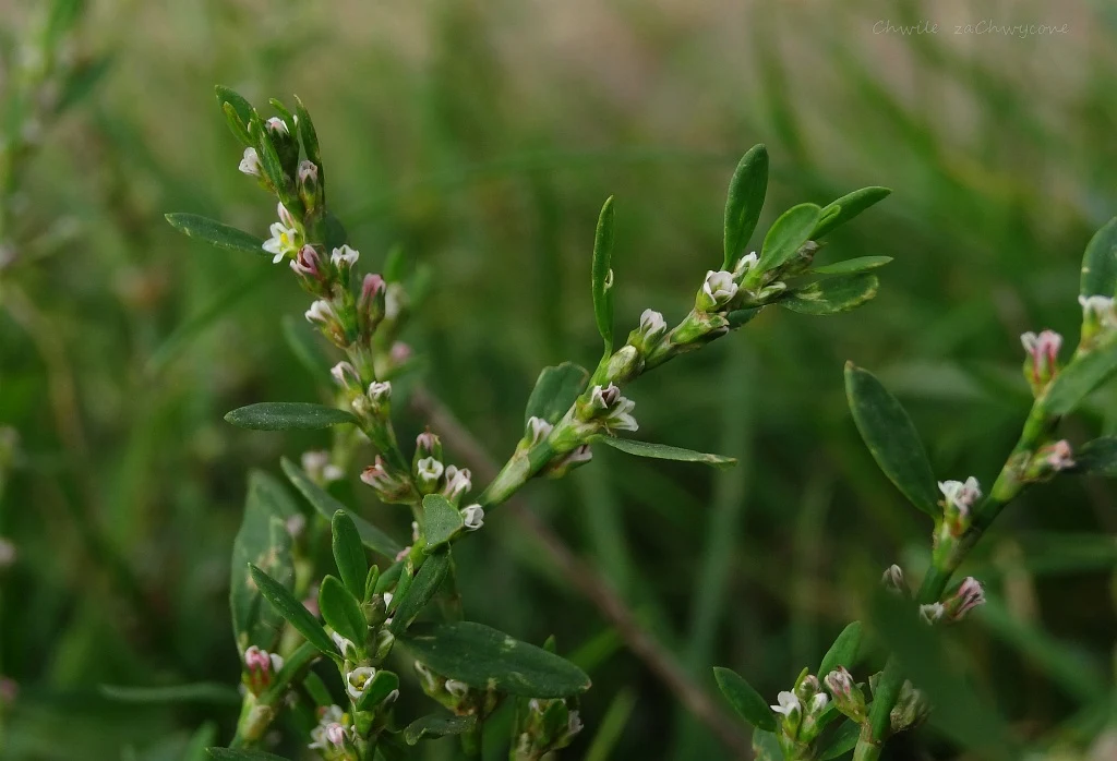 Rdest ptasi, rdest różnolistny, Polygonum aviculare