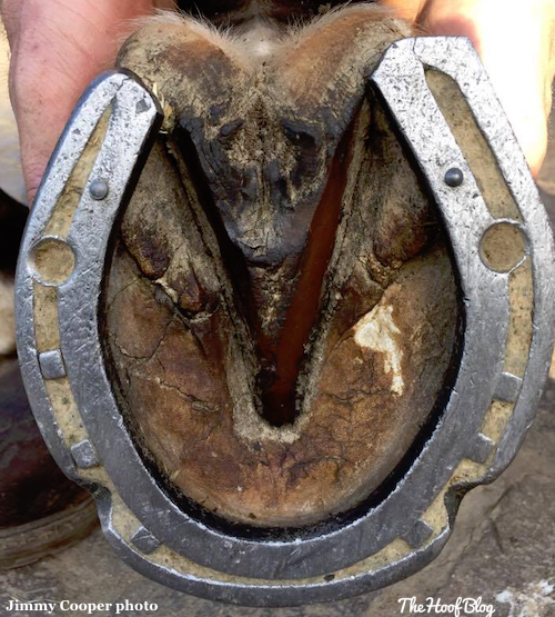 hind foot of of winner, 2017 Farriers Prize at Badminton Horse Trials