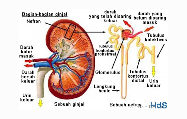 Pengertian, Struktur, Fungsi Nefron Ginjal