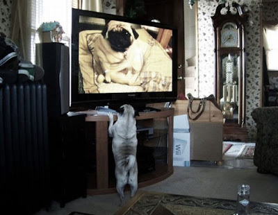 Pets watching TV Seen On www.coolpicturegallery.us