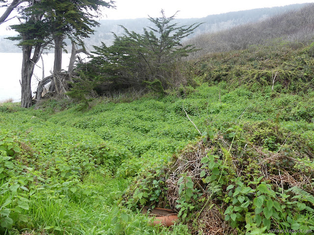 cypress across a field of nettles