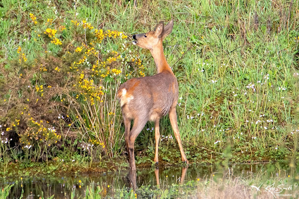 Roe deer