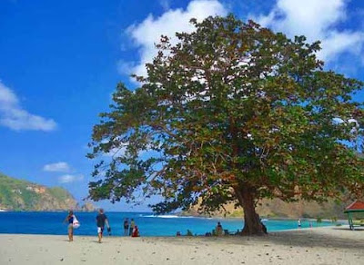 Pohon di Pantai Mawun