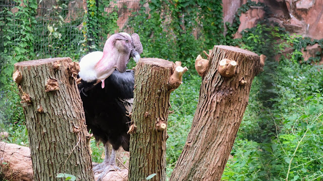 天王寺動物園 大阪