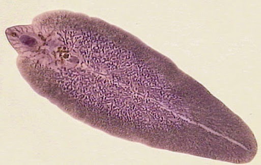 BIOLOGI Cacing  Pita  Turbellaria Trematoda dan Monogenea 