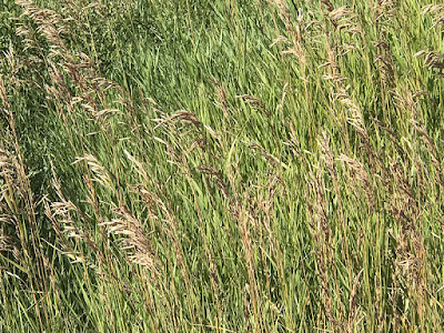 Nutritious Grasses Make the Entire District Ideal for Livestock Raising