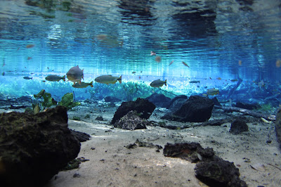 Àgua transparente na nascente do Rio Baía Bonita