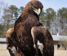 Steven Welch - WAR EAGLE