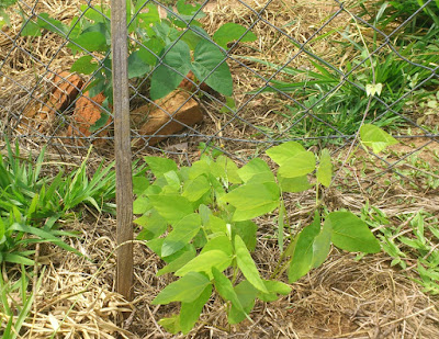 mudas pequenas de mucuna-preta trepando na cerca