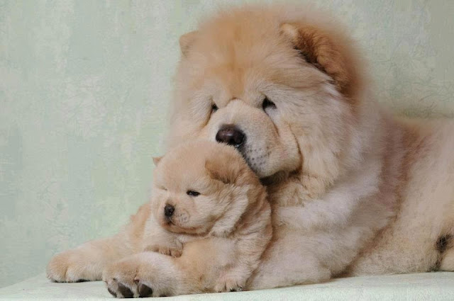 Chow Chow mother with her little puppy