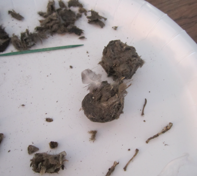 owl pellet dissection