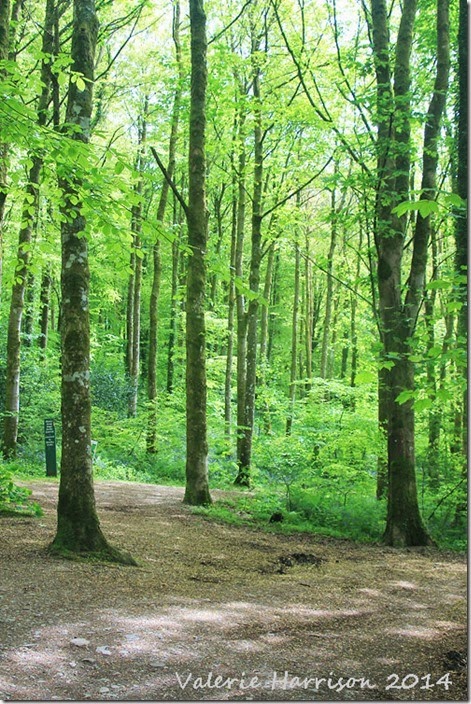 1-Cally-Woods